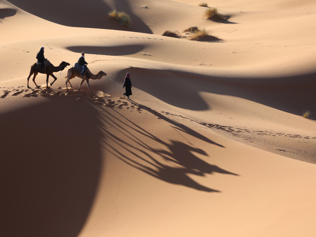 Camel caravan crossing Sahara sand dunes in Morocco