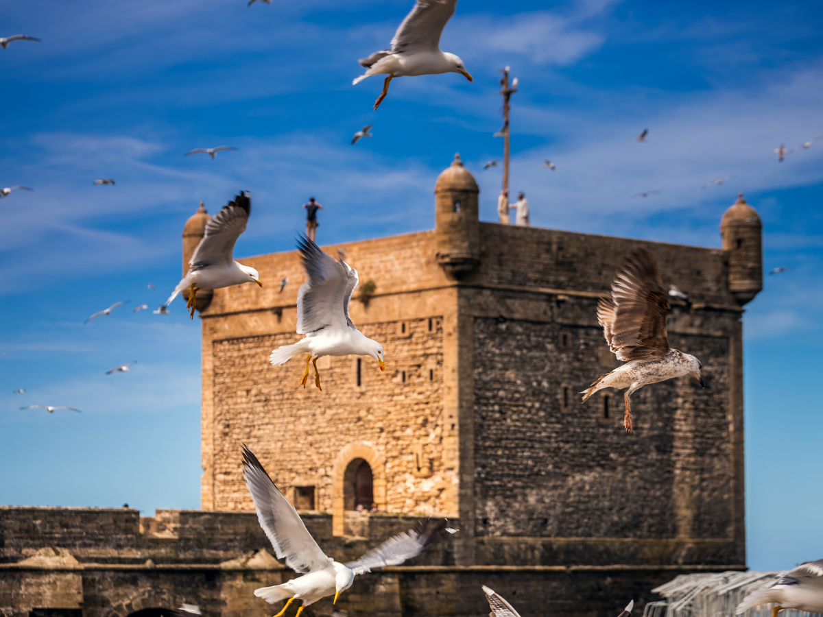 Excursión Marrakech-Essaouira: 1 Día Completo