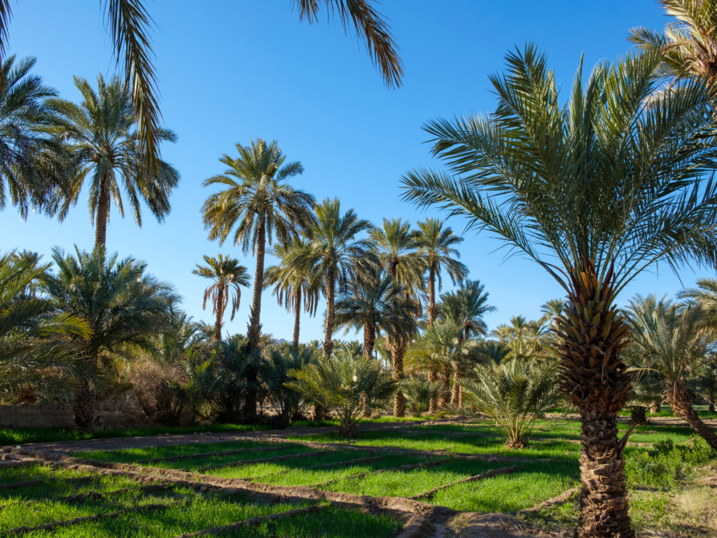 Panorámica del Valle del Dadés en la Ruta de las Mil Kasbahs Marruecos