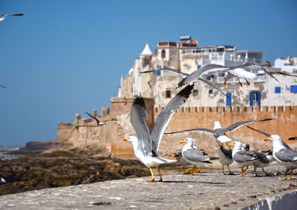 Historic Cities Tour in Morocco