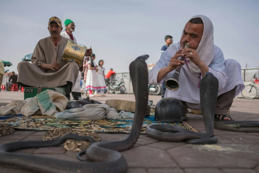 Snake charmer playing flute with cobras at Djemaa el-Fna square in Marrakech Morocco