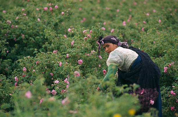 rose festival in Morocco