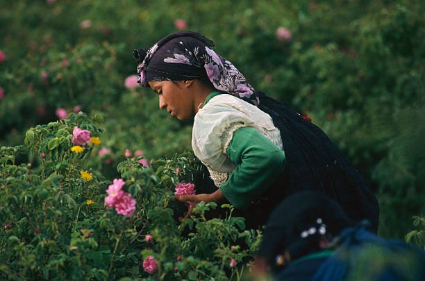 Festival de las Rosas Marruecos