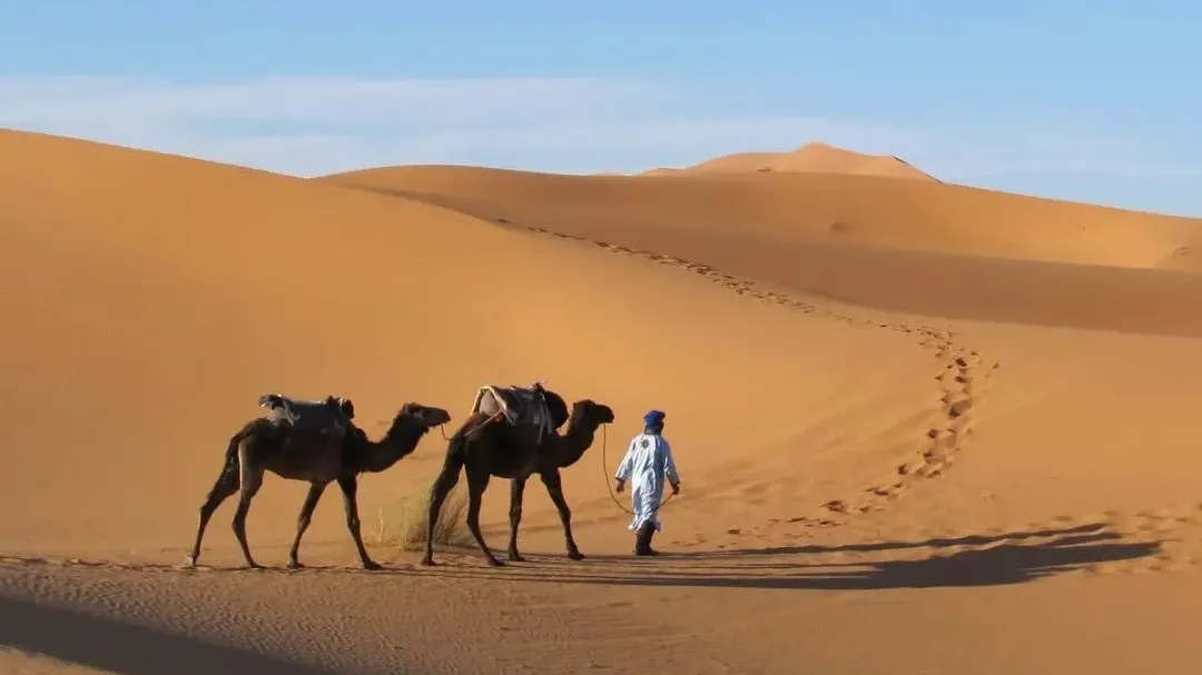 Camel guide leading travellers across the Merzouga dunes